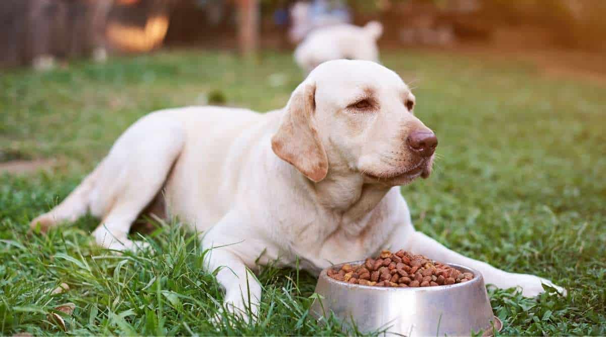 Taste Of The Wild Prey Formula Review Canine Journal