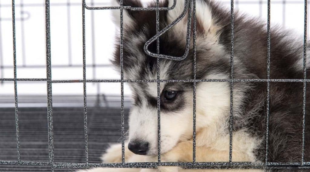 Crate size for male husky sale